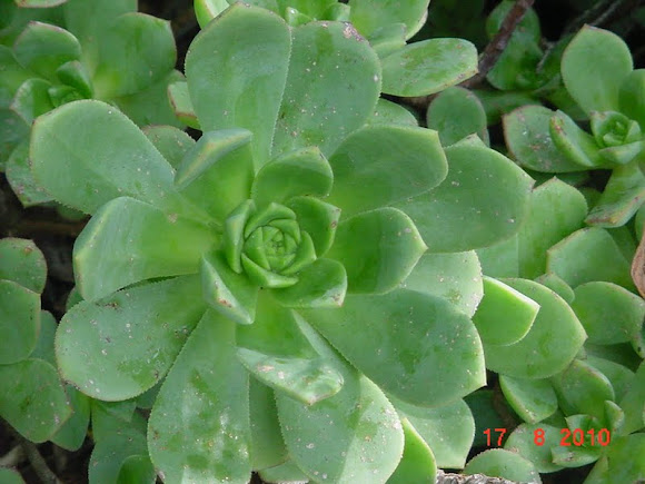 Spotting Image 1