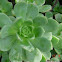 Echeveria