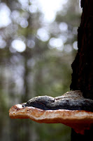 VolovskeVrchy-Doline_Zellerzug-02.jpg Photo VolovskeVrchy-Doline_Zellerzug-02.jpg Photo