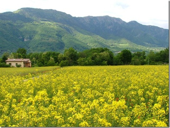 Papaveri Maggio 2010 146