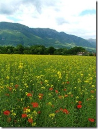 Papaveri Maggio 2010 099