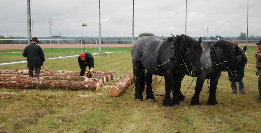 Championnat de France et journées internationales de l'attelage: Lisieux 2009 Traction%20%2834%29