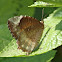 Common Palmfly