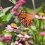 madblooms's My garden