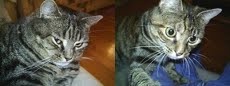 Willow and Suzi