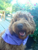 Like my bandana?