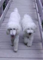 poodle doodle
GorgeousDoodles
labradoodles