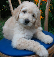 It's good to be a labradoodle