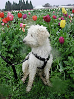 Spring
labradoodle
GorgeousDoodles
labradoodles