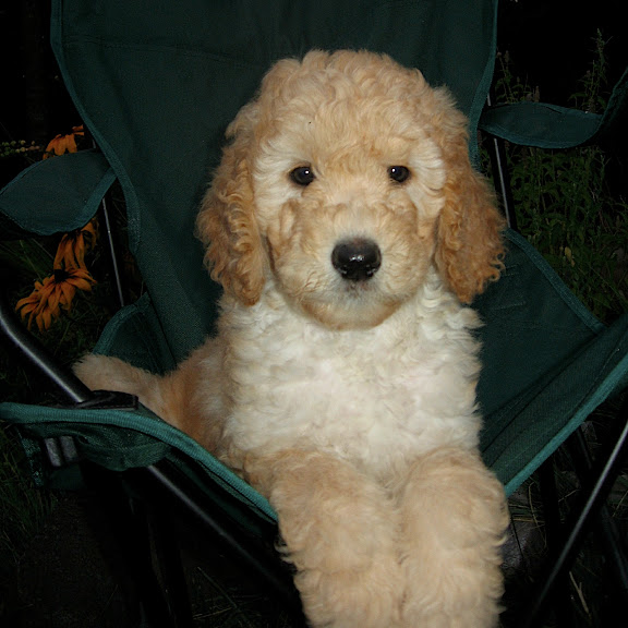 Puppy<br />
GorgeousDoodles<br />
labradoodles