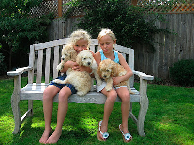 puppies adorable labradoodle puppies