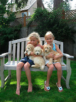 puppy hugs with labradoodle puppies