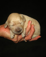 Australian Labradoodle new born puppy.