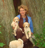 here my doodle puppies