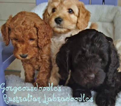Labradoodles, red, apricot and chocolate gorgeous labradoodle puppies.