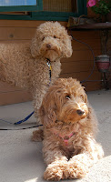 GorgeousDoodles Bodi &amp; Nora