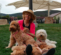 Fabulous fun with Mama Labradoodles and Puppies