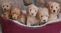 a fabulous litter of gorgeous labradoodle puppies
