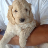 Amazing Quigley