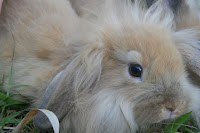 lionhead2.jpg