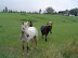 dsc03055.jpg