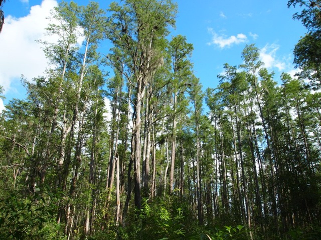 [Cypress Trees[4].jpg]