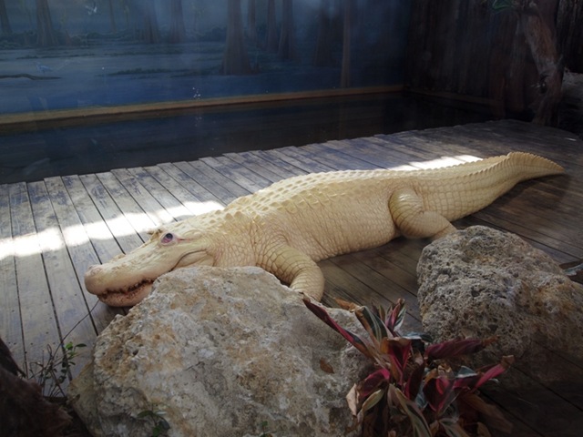 [White Gator[3].jpg]