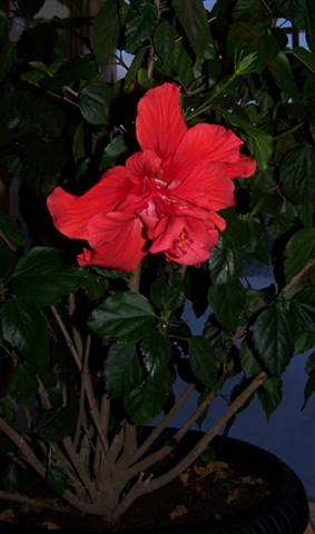 [February Flower[4].jpg]