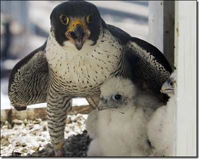 falcon and chicks2
