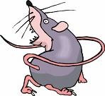 [rat[5].jpg]