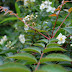 DSC_0194.JPG, 20080607 Miyama park in Okayama