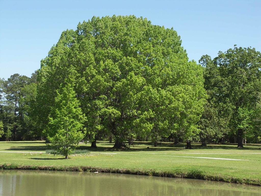 [Beautiful tree[1].jpg]