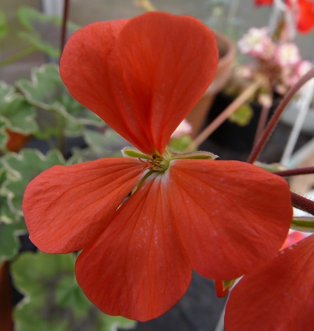 [blomster 2010 041[3].jpg]