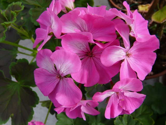 [blomster 2010 047[3].jpg]