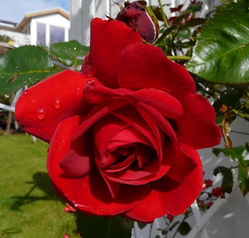 [blomster 2010 024[3].jpg]