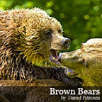 Bear photography in Romania