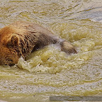 Bear photography in Romania