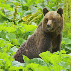 Bear photography in Romania
