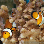 Exotic Fish Photography on the Cheap