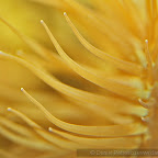 Exotic Fish Photography on the Cheap