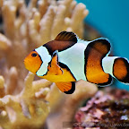 Exotic Fish Photography on the Cheap