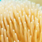 Exotic Fish Photography on the Cheap