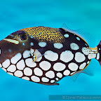 Exotic Fish Photography on the Cheap