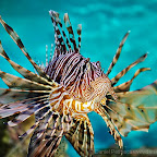 Exotic Fish Photography on the Cheap