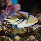 Exotic Fish Photography on the Cheap