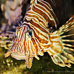 Exotic Fish Photography on the Cheap