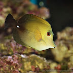 Exotic Fish Photography on the Cheap