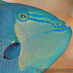 Exotic Fish Photography on the Cheap