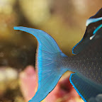 Exotic Fish Photography on the Cheap