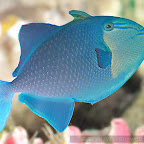Exotic Fish Photography on the Cheap